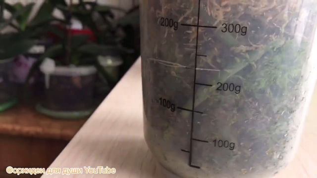 162)🔴САМЫЙ УДАЧНЫЙ СПОСОБ РЕАНИМАЦИИ ОРХИДЕЙ ЗАКОНЧЕН/✔ОБЗОР по просьбе зрителей смотреть онлайн