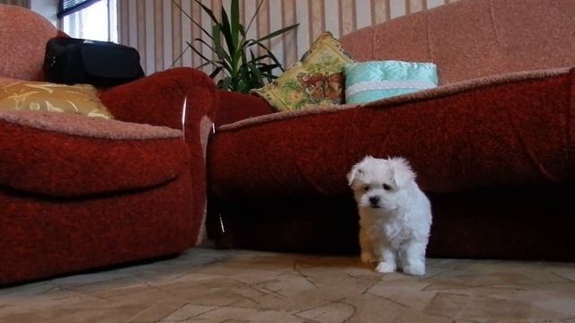 щенок мальтийской болонки 2 мес. смотреть онлайн