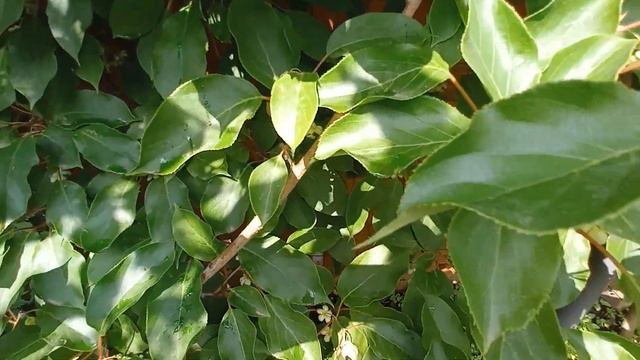 Актинидия, цветение #опылитель актинидии #лиана смотреть онлайн