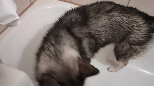 Студия "ХасЮльКиноПродакшен" представляет: "Плакала и горевала очень долго, мы потеряли Юльку" 😮😥😏 смотреть онлайн