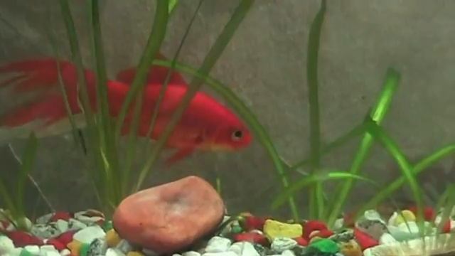 Золотая рыбка Комета смотреть онлайн