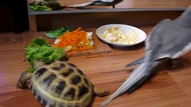 попугай ругается на черепаху