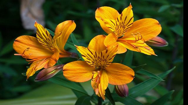 Alstroemeria Aurea 'Orange King'