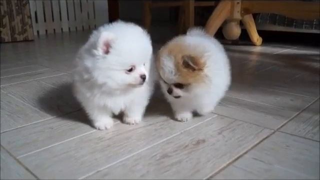 БЕЛЫЙ ШПИЦ ПОМ!!! FOR SALE!!! Щенков можно купить, почта - 10203012345@mail.ru смотреть онлайн