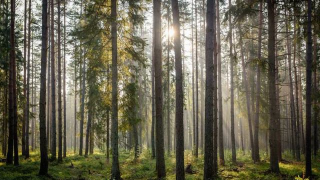 Robert Schumann - Kinderszenen Op.15 - Important Event смотреть онлайн