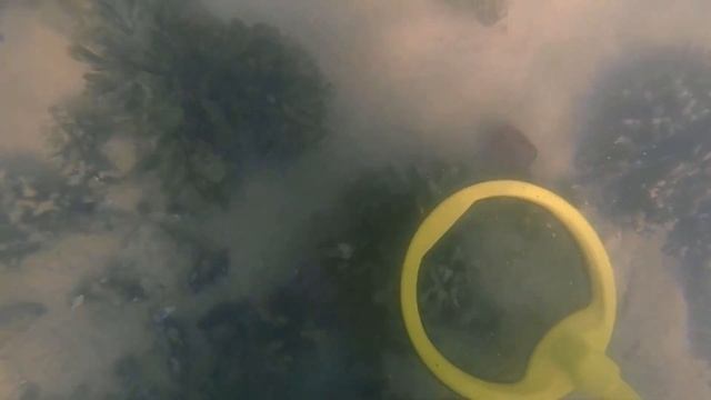 New Nokta Makro PULSEDIVE 8