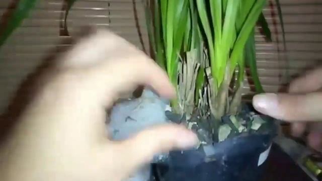 34. НОВАЯ ПОСЫЛКА!!! // Cymbidium Red Ruby (peloric)