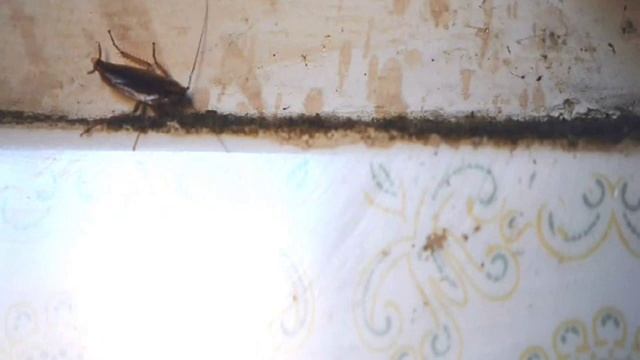 Blattella germanica - Esca in gel смотреть онлайн