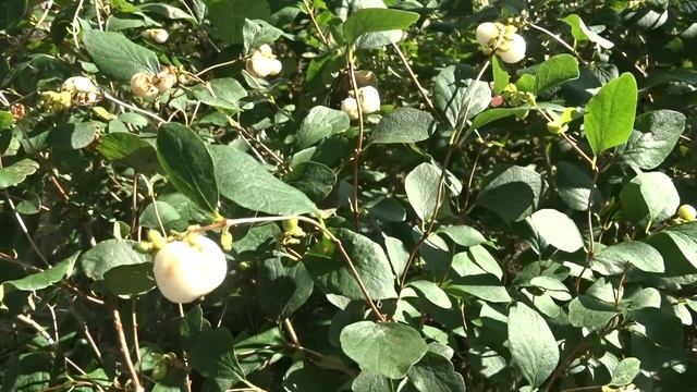 Symphoricarpos albus (L.) S. F. Blake (pámelník bílý) plody смотреть онлайн