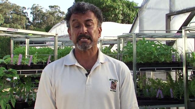 Gardening Tips : How to Care for Petunias смотреть онлайн