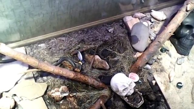 КАК УЖ ЕСТ РЫБУ ! Смотреть всем смотреть онлайн