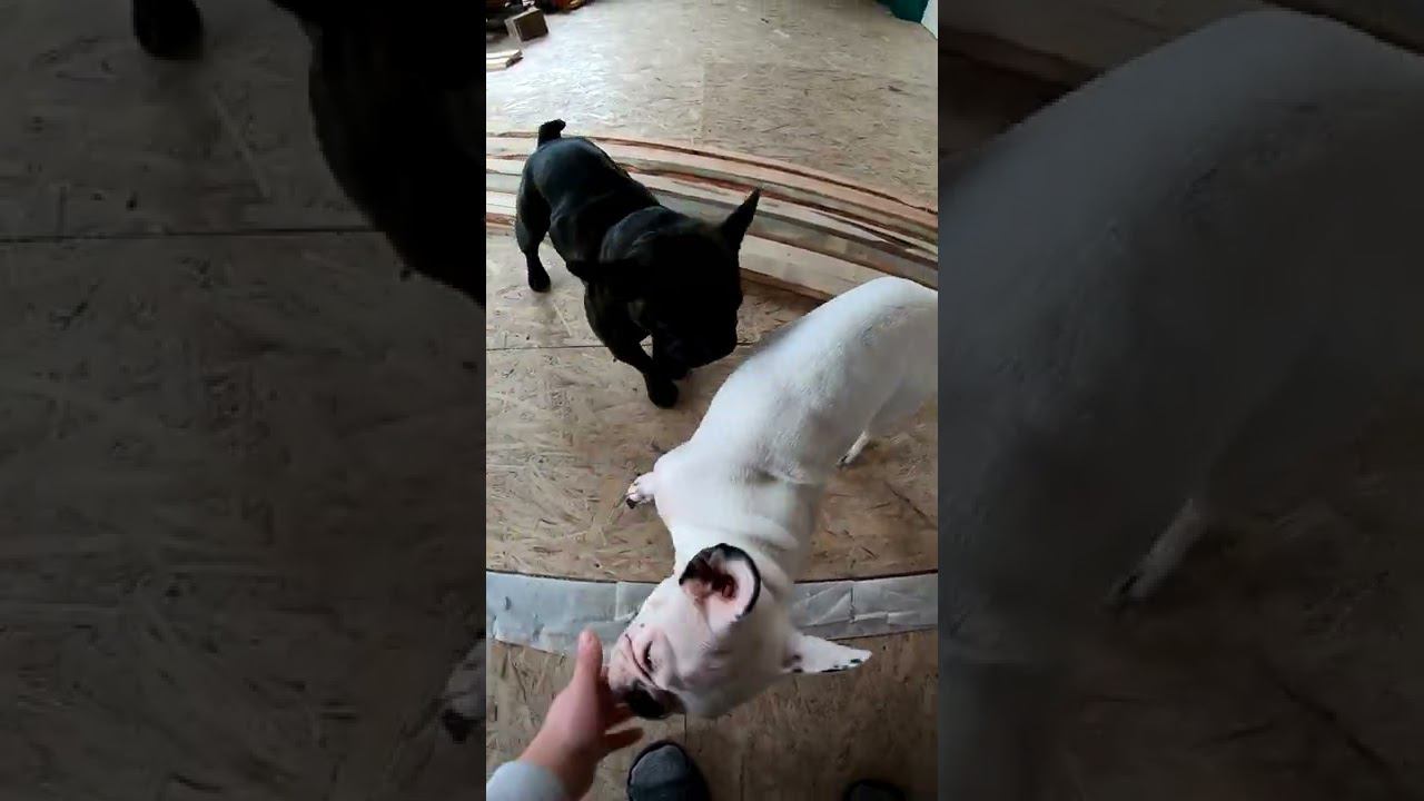 Французики потихоньку притираются смотреть онлайн