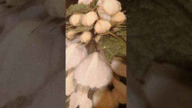 Яснотка. Ботаника смотреть онлайн