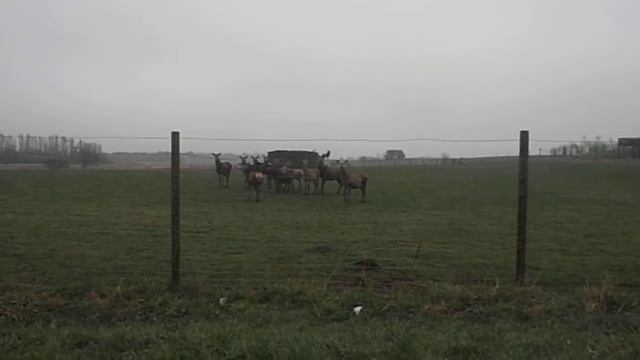 Встреча Леньки в Дании смотреть онлайн