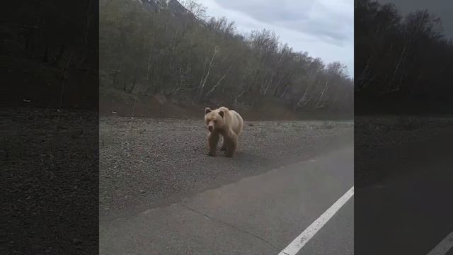 Камчатка малки медвежата смотреть онлайн