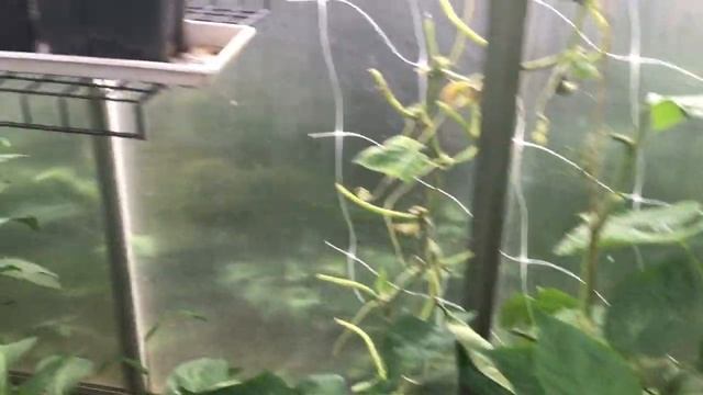 Фитофтора, персики, вишня, инжиры смотреть онлайн