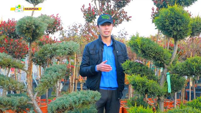 Archa Daraxti Qidiryapsizmi?