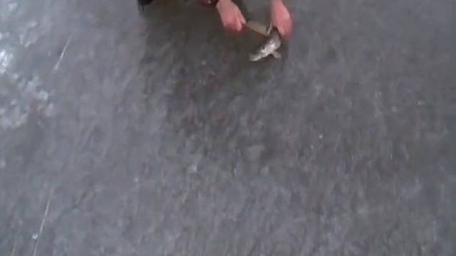 крутая поклевка щуки на ЖЕРЛИЦУ как открыть пасть без зевника смотреть онлайн