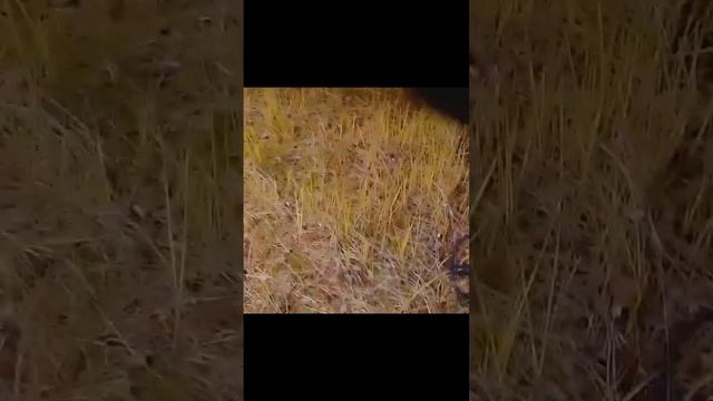 Металлоискатель Tx-850 .Металлокоп. #2023 #металлокоп #поиски #природа #чермет #металлоискатель смотреть онлайн