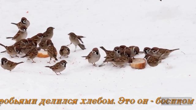 Голос детства Автор слов: Т.Ванина Музыка: Неизвестный Исполнитель и монтаж: С.Ивненко смотреть онлайн
