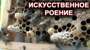 Искусственное роение. Деление семьи  на пол-лёта без нахождения матки.