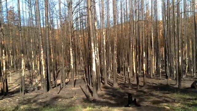Берегите природу. Или как сгорел мой валежник. смотреть онлайн