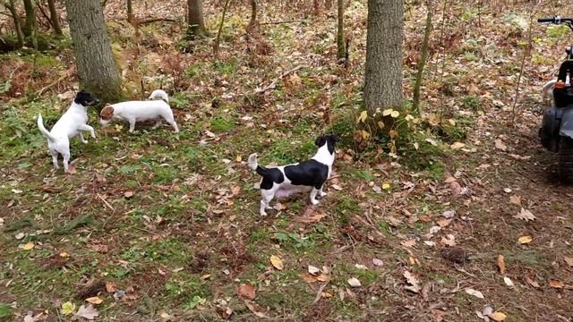 МЕТКИ И ОБНЮХИВАНИЯ... смотреть онлайн