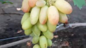 ГФ Винограда БЛАГОРОДНЫЙ (Калугин В.М.). 17.09.2023г.