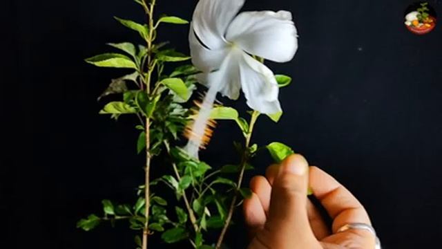 Variegated Hibiscus Repotting || Soil Mix For Hibiscus Plants смотреть онлайн