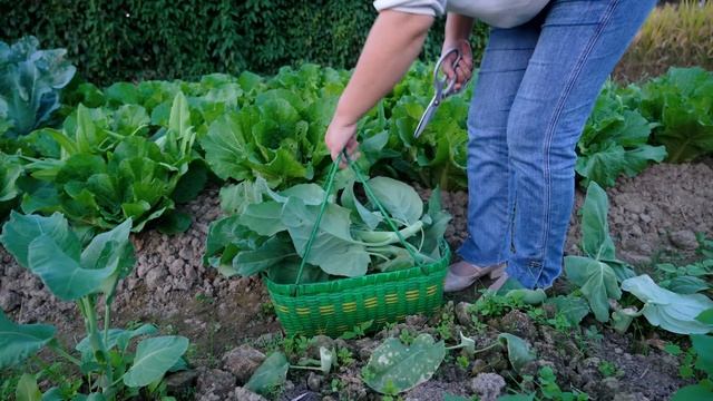 第一次種植雞腿菜，長的像花菜葉，味道卻差別很大