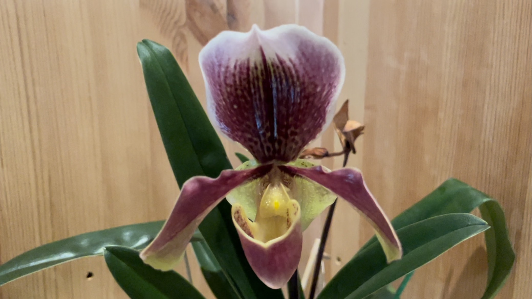 Расцвёл пафин. Пафиопедилум Американский гибрид.