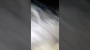 У жеребенка запор колики