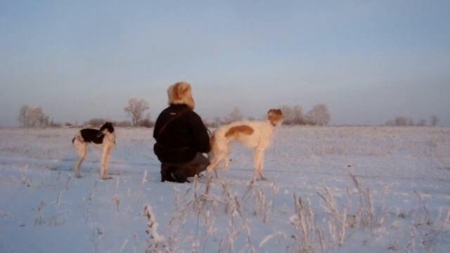 Прогулка с собаками (Борзые, Гончии) смотреть онлайн