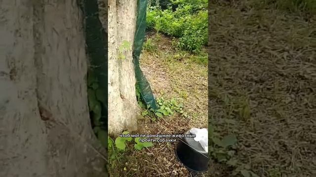 Поставил ловушку для медведя на пасеке!#медведь #пасека #пчеловодство #пчела #bear #пчеловод #apiar смотреть онлайн