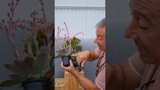 Cómo hay que quitar las hojas secas de las suculentas ¿Cuál quitar? смотреть онлайн