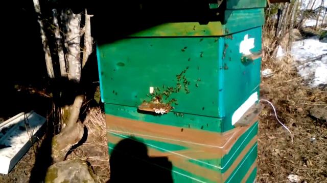 Колодное пчеловодство.Средне-русская пчела.Весенний облет. смотреть онлайн