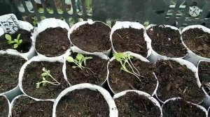 Пикирую рассаду цветов Немезия.