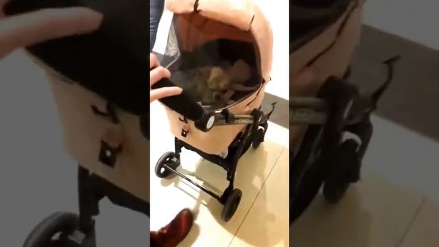 прогулочная коляска для собак смотреть онлайн