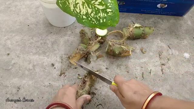 Dieffenbachia Plant Care | Dieffenbachia Propagate | How To Care Dumb Cane | Best Indoor Plant