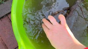 Пересадка розы весной , с маленьким секретом . Climbing rose transplant .