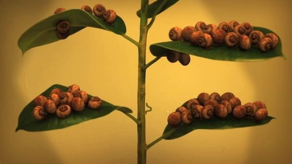 Minuscule - The Housing Plant Project