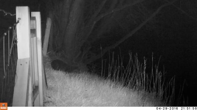 Otter caught on river bank in Powys .....for Peter смотреть онлайн