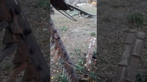 Конная сенокосилка. Рвет пятку.