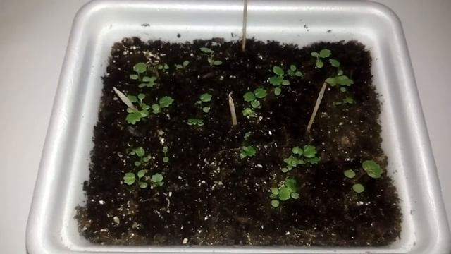 Всходы клубники Иришка. Этот гибрид стоит приобрести! смотреть онлайн