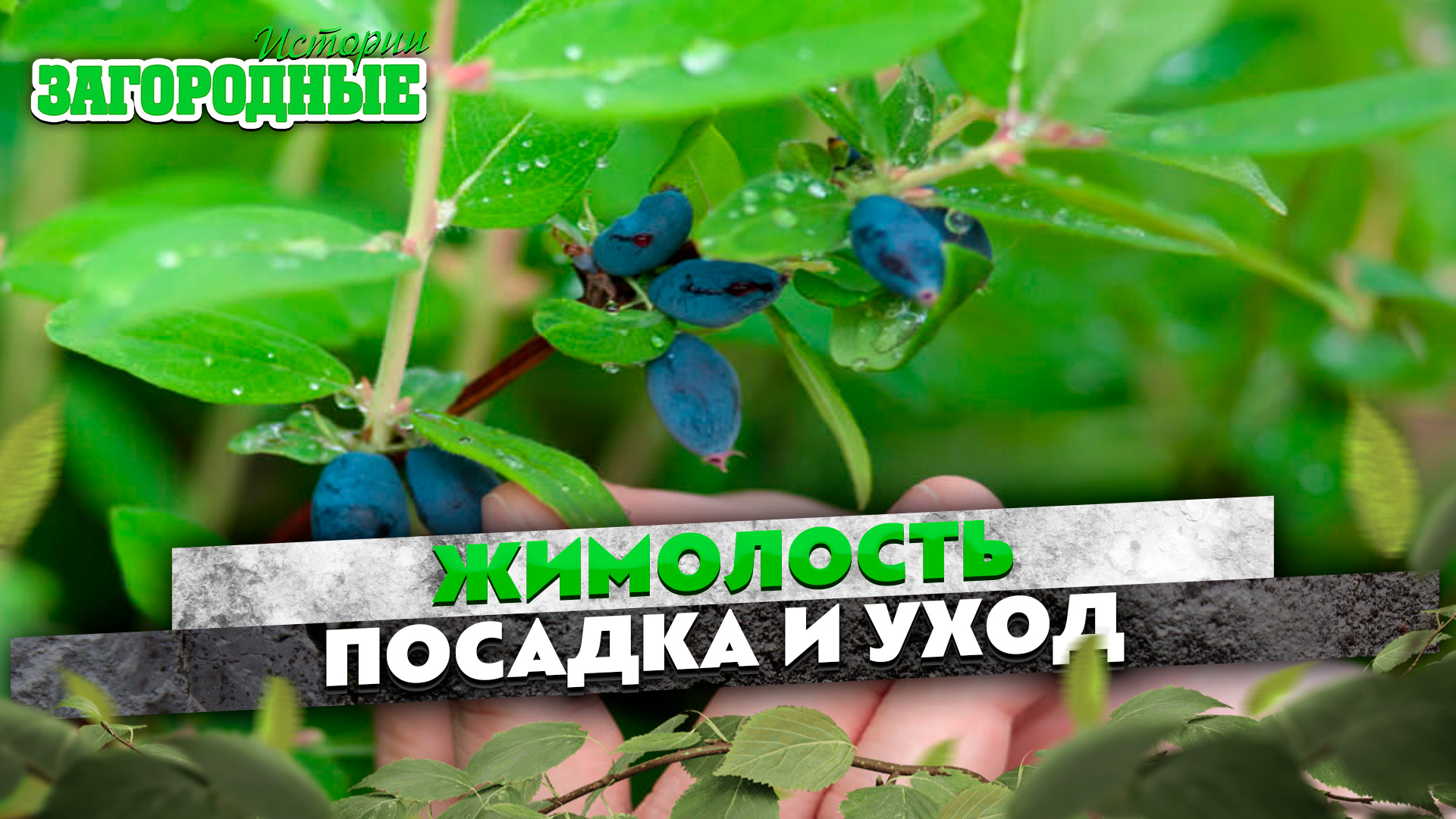 Жимолость посадка и уход смотреть онлайн