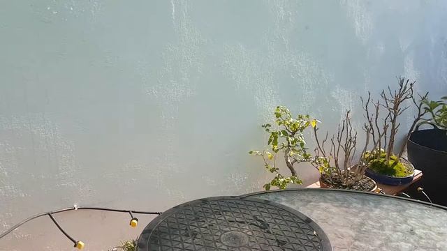 Euonymus japonicus ‘Microphyllus Aureovariegatus’ смотреть онлайн