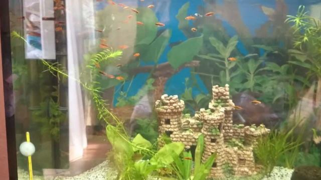 Меченосца малек. Возраст 1 месяц смотреть онлайн