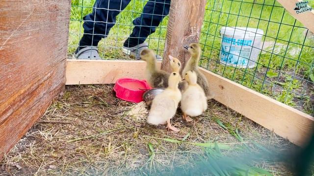 Cat wants to steal funny ducklings смотреть онлайн