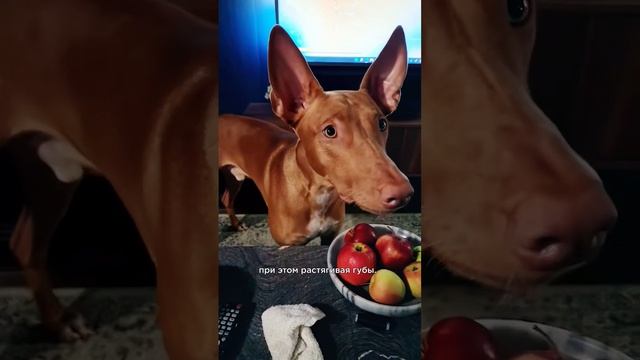 Фараонова собака: о породе за 30 секунд ? #shorts #породысобак смотреть онлайн