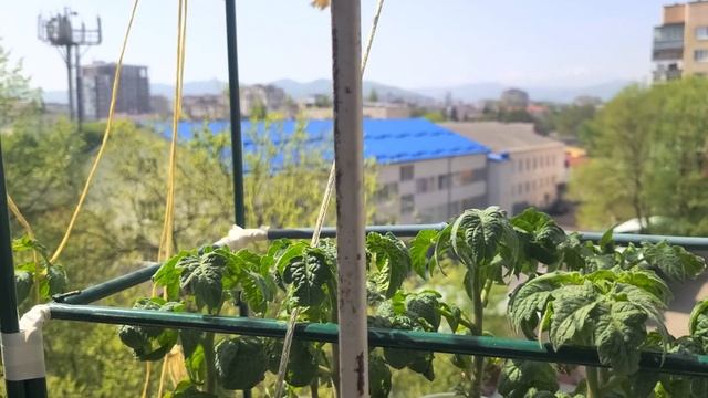 Томаты Гномы выращивание на балконе. Рассадный период. смотреть онлайн